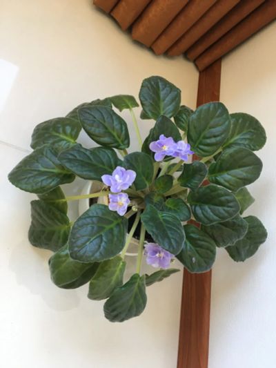 Лот: 20973320. Фото: 1. Фиалка голубая гигантская. Горшечные растения и комнатные цветы