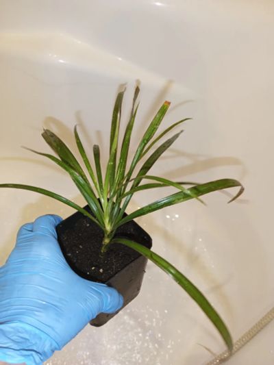 Лот: 25882850. Фото: 1. Драцена маргината растение. Горшечные растения и комнатные цветы