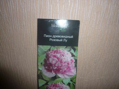 Лот: 5379235. Фото: 1. пион древовидный. Другое (семена, рассада, садовые растения)
