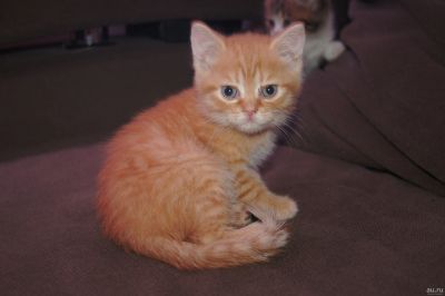 Лот: 13113539. Фото: 1. Шотландские мраморные и рыжие. Кошки, котята