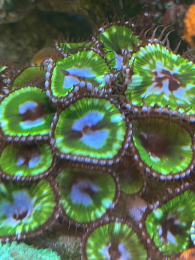 Лот: 19901838. Фото: 1. Grandis green. Моллюски, ракообразные, кораллы