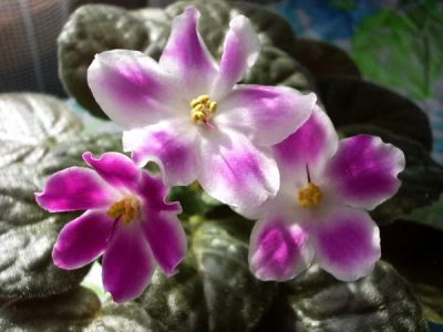 Лот: 4546598. Фото: 1. Сортовая фиалка Glimmer или (обмен... Горшечные растения и комнатные цветы