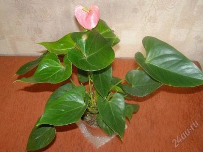 Лот: 1605952. Фото: 1. Антуриум Принцесса Амалия. Горшечные растения и комнатные цветы