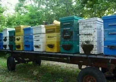 Лот: 9374923. Фото: 1. Пчелы с ульями. Пчеловодство