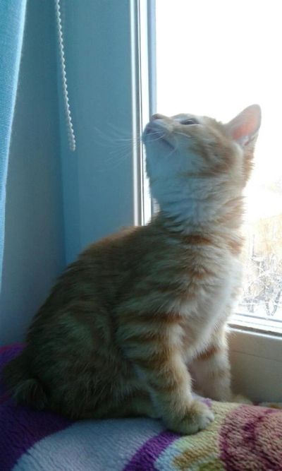 Лот: 6562874. Фото: 1. котёнок бобтейл. Кошки, котята