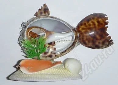 Лот: 536726. Фото: 1. Рыбка из ципреи тигрис резаная... Другое (сувениры, подарки)