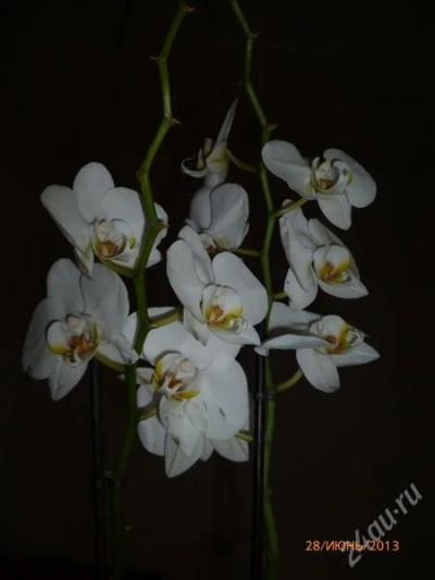 Лот: 2937240. Фото: 1. Орхидея фаленопсис 3. Горшечные растения и комнатные цветы