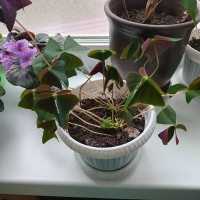 Лот: 25756039. Фото: 1. Оксалис (Кислица) белая. Горшечные растения и комнатные цветы