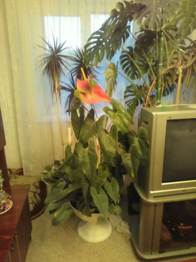 Лот: 19543937. Фото: 1. Антуриумы. Два больших цветущих... Горшечные растения и комнатные цветы