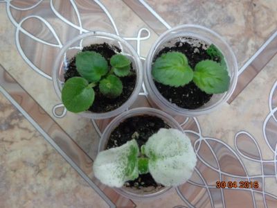 Лот: 5476453. Фото: 1. Фиалка-3детки - одним лотом по-цене... Горшечные растения и комнатные цветы