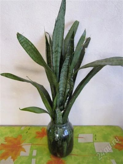 Лот: 1867318. Фото: 1. Растение Щучий хвост. Горшечные растения и комнатные цветы