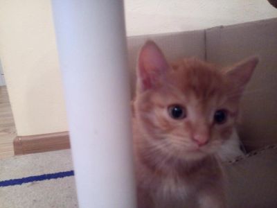 Лот: 6254445. Фото: 1. Рыжий котенок. Кошки, котята