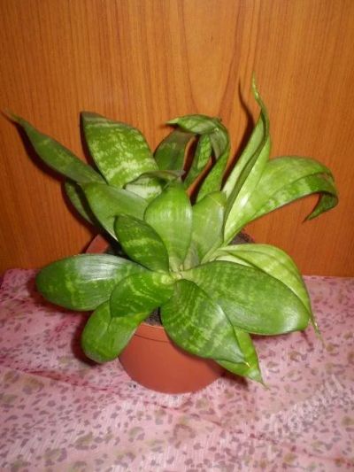 Лот: 33901. Фото: 1. сансивиерия!. Красноярск
