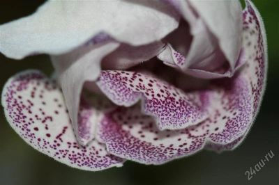 Лот: 2926288. Фото: 1. Глоксиния19 (цветущее растение... Горшечные растения и комнатные цветы