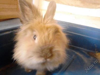 Лот: 5015469. Фото: 1. Голубоглазый Декоративный Ангорский... Остальные животные