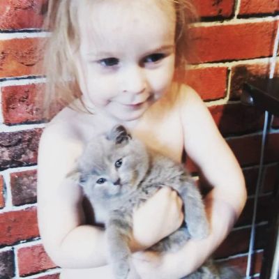 Лот: 7762060. Фото: 1. Британцы без документов- шикарные... Кошки, котята