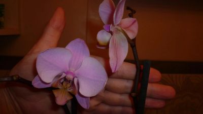 Лот: 3906654. Фото: 1. орхидея фаленопсис №34. Горшечные растения и комнатные цветы