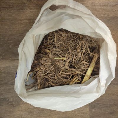 Лот: 20827027. Фото: 1. Лилейник оранжевый. Садовые цветы