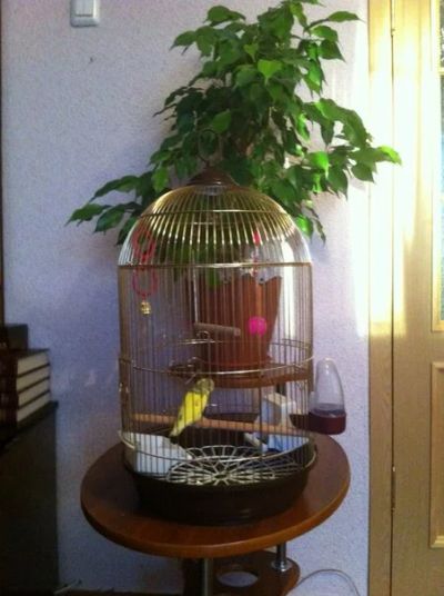 Лот: 6628607. Фото: 1. Красивая , большая клетка на подставке... Домики, переноски, клетки, когтеточки