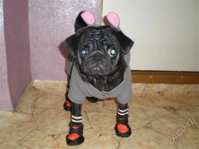 Лот: 489367. Фото: 1. Собачий комбинезон. Ошейники, одежда, конное снаряжение