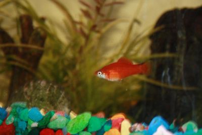 Лот: 7323000. Фото: 1. аквариумные рыбки меченосцы 3... Рыбки