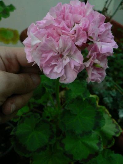 Лот: 16623429. Фото: 1. Зональная пеларгония "Лили Кокетка... Горшечные растения и комнатные цветы