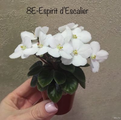 Лот: 13565506. Фото: 1. Мини фиалка 8Е-Еspirit d’Escalier-... Горшечные растения и комнатные цветы