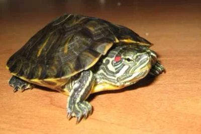Лот: 11673084. Фото: 1. красноухая черепаха. Остальные животные