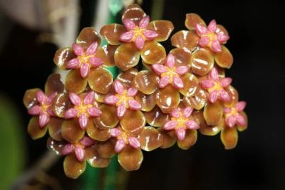 Лот: 16414103. Фото: 1. Хойя-Hoya soligamiana. Горшечные растения и комнатные цветы