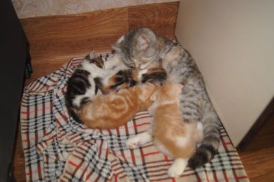 Лот: 11311121. Фото: 1. Шотландские Ласковые кошечки. Кошки, котята