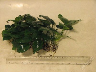Лот: 592287. Фото: 1. Анубиас 20см. Водные растения