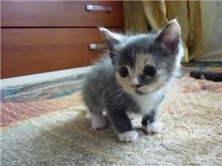 Лот: 514815. Фото: 1. Котенок от Русской голубой кошки. Остальные животные