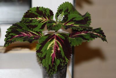 Лот: 3015865. Фото: 1. Колеус 3 (крапивка). Горшечные растения и комнатные цветы