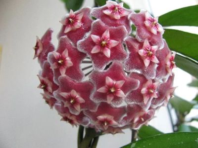 Лот: 16292324. Фото: 1. Хойя публикалис сильвер пинк -... Горшечные растения и комнатные цветы