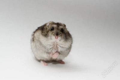 Лот: 2276534. Фото: 1. Отдам хомячка. Остальные животные