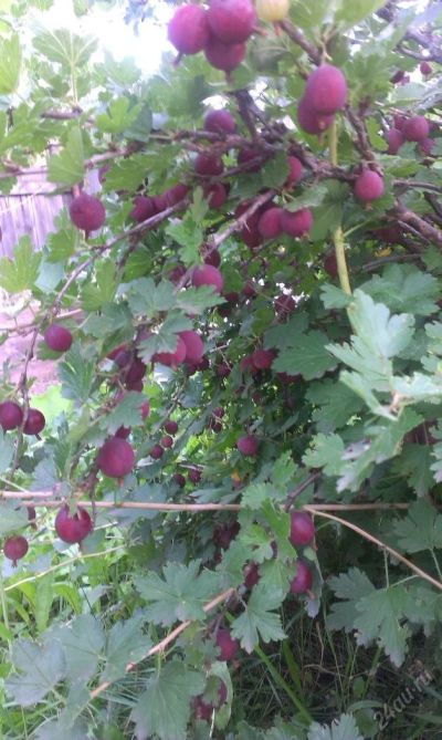 Лот: 5966958. Фото: 1. крыжовник продам. Ягоды, орехи