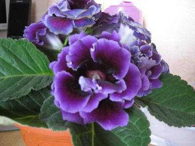 Лот: 11824134. Фото: 1. лист глоксинии (посажены в стаканчики... Горшечные растения и комнатные цветы