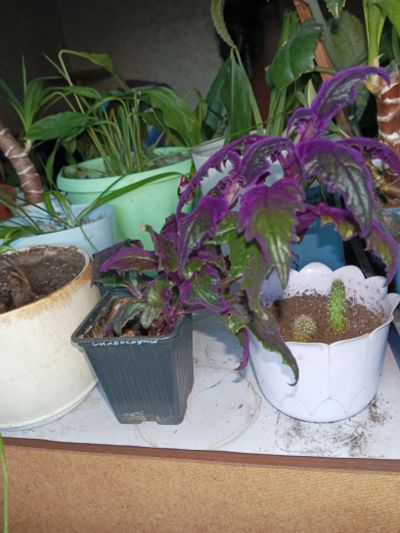 Лот: 21730813. Фото: 1. Гинура фиолетовая большой отросток... Горшечные растения и комнатные цветы