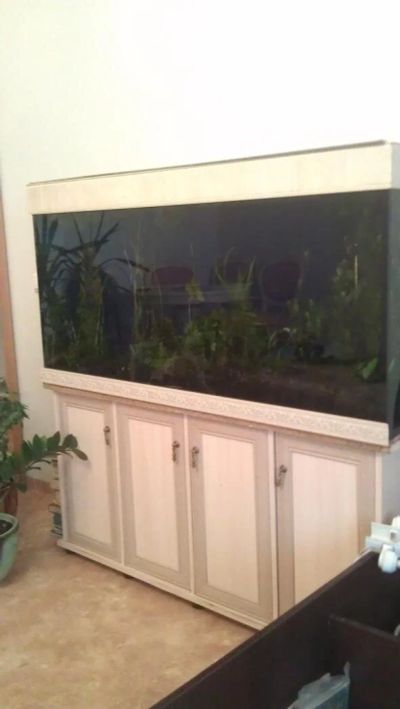 Лот: 10000714. Фото: 1. Аквариум 300 литров и все содержимое... Аквариумы, террариумы