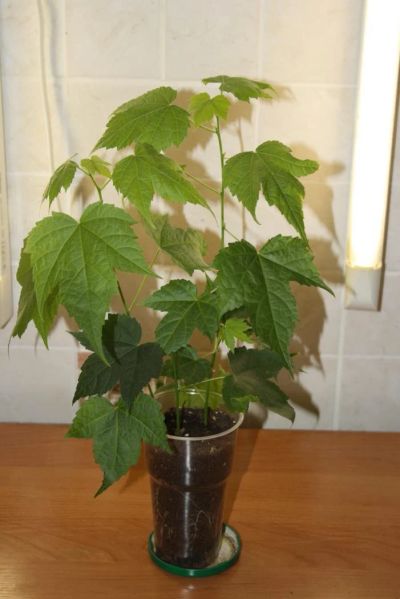 Лот: 4502807. Фото: 1. Абутилон Селло 1 (комнатный клен... Горшечные растения и комнатные цветы