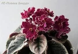 Лот: 11720446. Фото: 1. Сенполия Ле- Полина Виардо( крупная... Горшечные растения и комнатные цветы