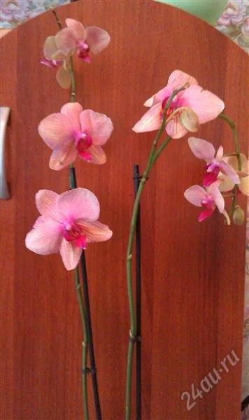 Лот: 2933907. Фото: 1. Орхидея фаленопсис 3- цветет. Горшечные растения и комнатные цветы