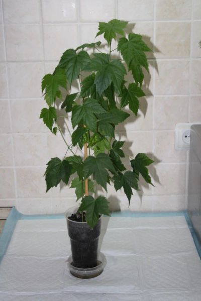 Лот: 4890647. Фото: 1. Абутилон Селло № 1 (комнатный... Горшечные растения и комнатные цветы