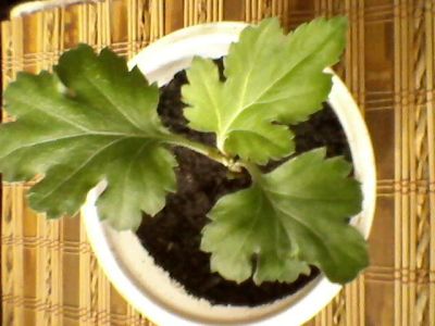 Лот: 2999959. Фото: 1. Хризантема 2. Горшечные растения и комнатные цветы