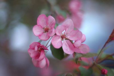 Лот: 2239393. Фото: 1. Мануальный!!! Nikkor Ai-S 50mm... Объективы