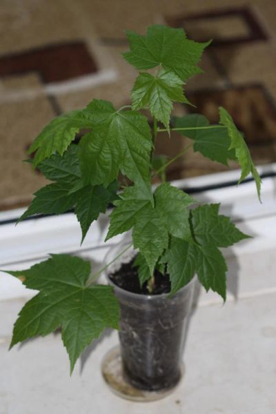 Лот: 3407849. Фото: 1. Абутилон Селло (клен). Горшечные растения и комнатные цветы