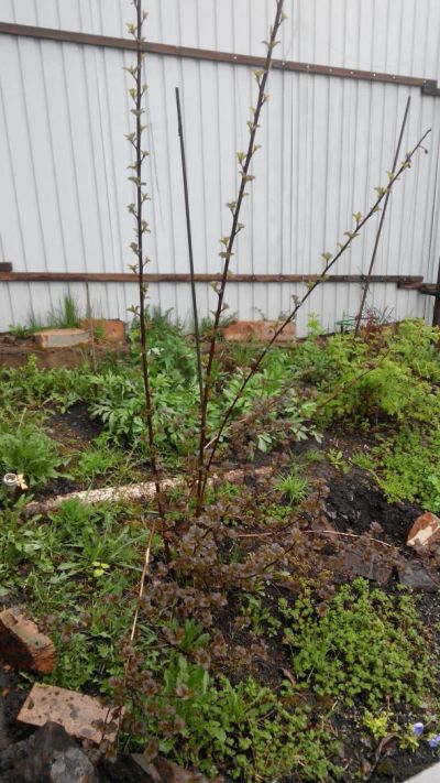 Лот: 7625527. Фото: 1. Пузыреплодник Диабло. Другое (семена, рассада, садовые растения)