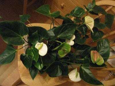 Лот: 1926814. Фото: 1. антуриум белый. Горшечные растения и комнатные цветы