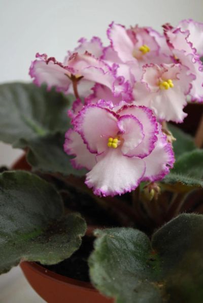 Лот: 4125002. Фото: 1. Фиалка Raspberry Crisp, стартер. Горшечные растения и комнатные цветы