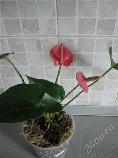 Лот: 508147. Фото: 1. Антуриум розовый. Горшечные растения и комнатные цветы